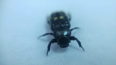 Clinterocera scabrosa