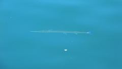 Tylosurus crocodilus fodiator