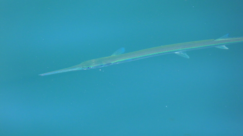Hound needlefish (Tylosurus fodiator) — Belonidae — 4