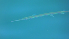 Tylosurus crocodilus fodiator