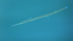 Tylosurus crocodilus fodiator