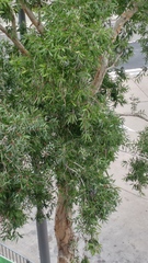 Melaleuca cajuputi cumingiana