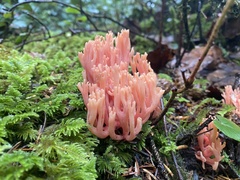 Ramaria cyaneigranosa