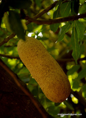 Kigelia