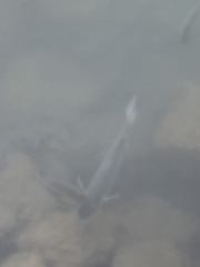 Mulloidichthys flavolineatus