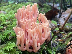 Ramaria cyaneigranosa