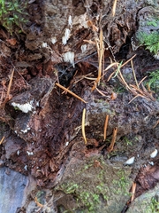 Mucronella bresadolae