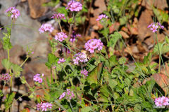 Pelargonium inodorum