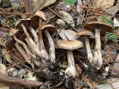 Cortinarius cisqhale