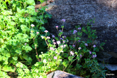 Pelargonium inodorum