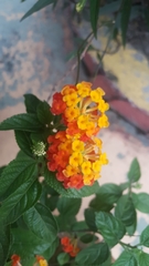 Lantana camara