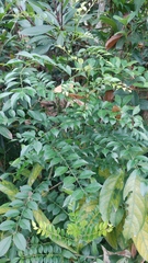 Zanthoxylum avicennae