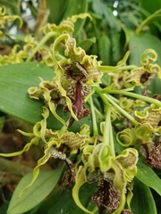 Dendrobium spectabile