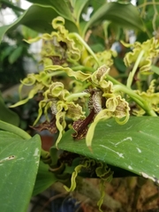 Dendrobium spectabile