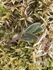 Hylotelephium telephium