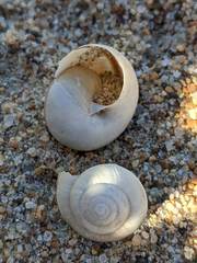 Helminthoglypta fieldi