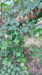 Psychotria serpens