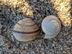 Helminthoglypta fieldi