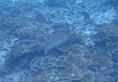 Lethrinidae