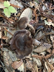 Cortinarius cisqhale