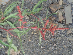 Rumex sibiricus