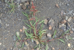Rumex sibiricus