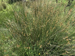 Juncus edgariae