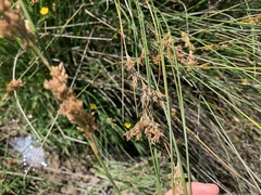 Juncus edgariae