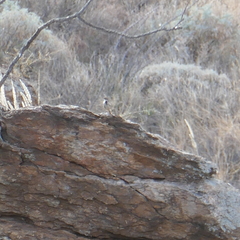 Salpinctes obsoletus