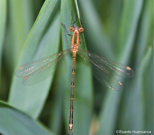 How to identify Lestes undulatus Say, 1840