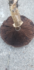 Agaricus augustus