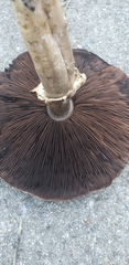 Agaricus augustus