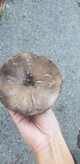 Agaricus augustus