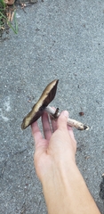 Agaricus augustus