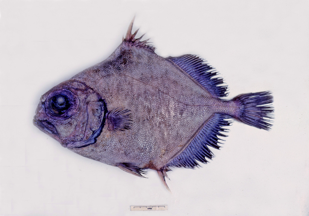 Deepwater Dory