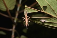 Canachus