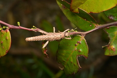Canachus