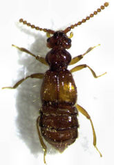 Sagola bipunctata