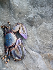 Petrolisthes violaceus