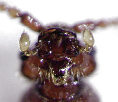 Sagola bipunctata