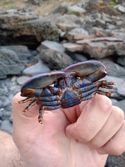 Petrolisthes violaceus