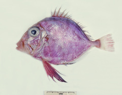 Cyttopsis rosea