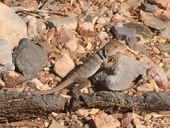 Crotaphytus nebrius
