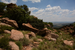 Senecio barbertonicus
