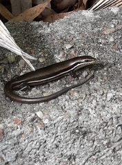 Marisora brachypoda