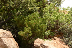 Senecio barbertonicus
