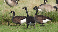 Branta canadensis occidentalis