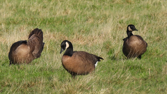 Branta canadensis occidentalis