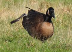 Branta canadensis occidentalis