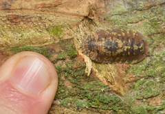 Merulana translucida